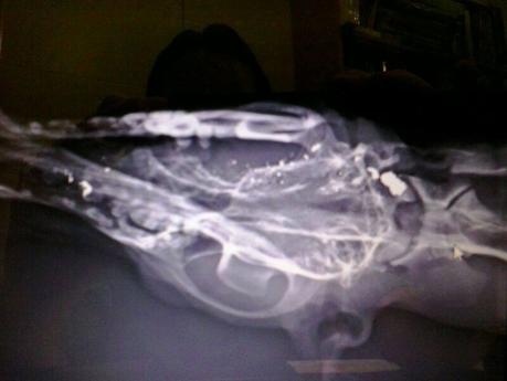 MUY URGENTE!! RESCATADO GALGO CON UN TIRO EN LA CABEZA, EN ALGALLARIN. (CÓRDOBA)