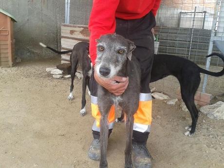 GREY, JIMENA Y CAMPANERA EN ADOPCIÓN. (MADRID)