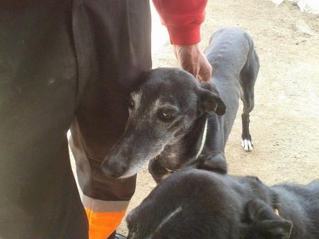 GREY, JIMENA Y CAMPANERA EN ADOPCIÓN. (MADRID)