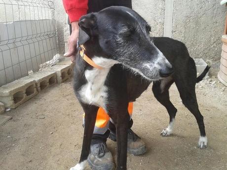 GREY, JIMENA Y CAMPANERA EN ADOPCIÓN. (MADRID)