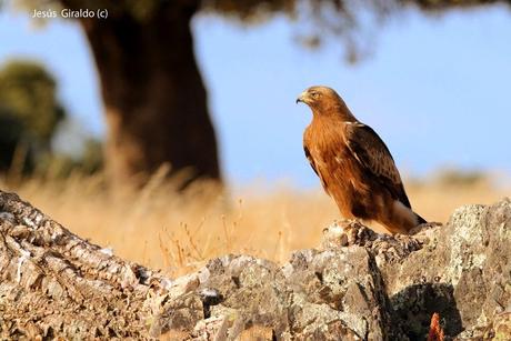 AGUILILLA CALZADA (Hieraaetus pennatus)