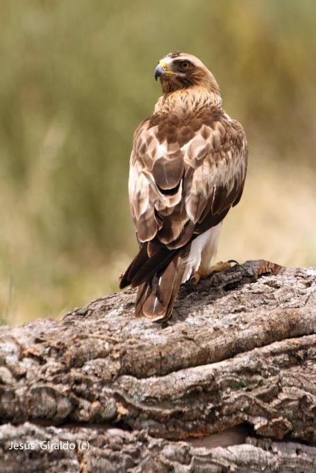 AGUILILLA CALZADA (Hieraaetus pennatus)