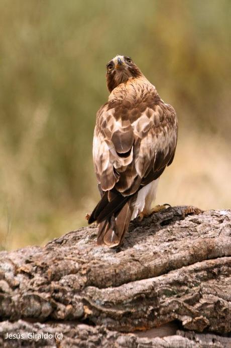 AGUILILLA CALZADA (Hieraaetus pennatus)