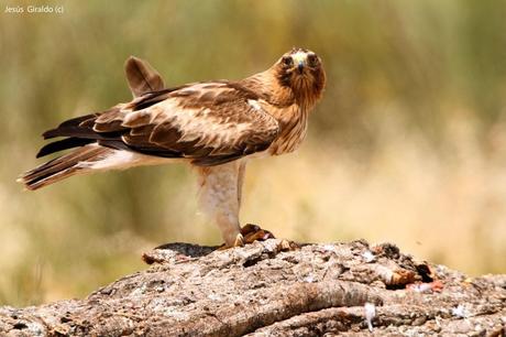 AGUILILLA CALZADA (Hieraaetus pennatus)