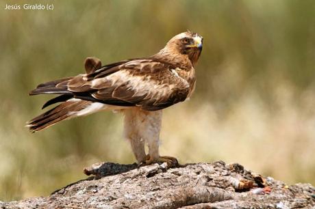 AGUILILLA CALZADA (Hieraaetus pennatus)