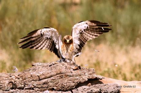 AGUILILLA CALZADA (Hieraaetus pennatus)