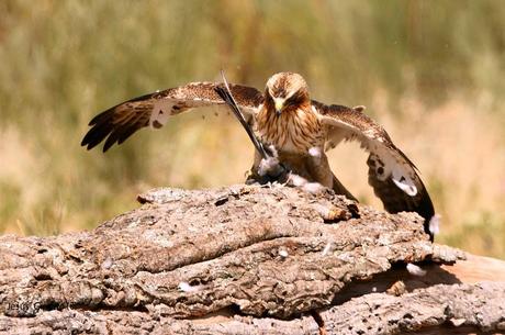 AGUILILLA CALZADA (Hieraaetus pennatus)