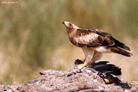 AGUILILLA CALZADA (Hieraaetus pennatus)