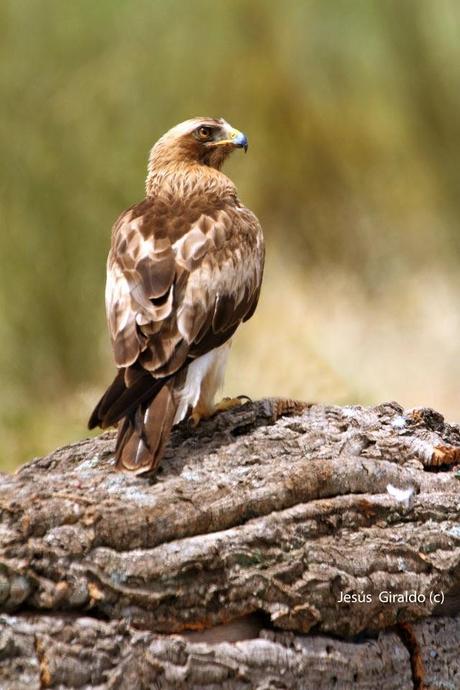 AGUILILLA CALZADA (Hieraaetus pennatus)