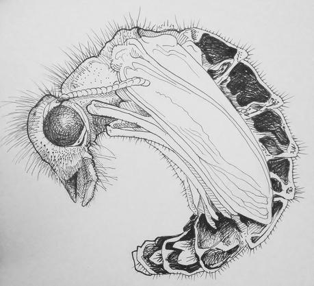 Breve historia natural de las hormigas león (Neuroptera: Myrmeleontidae)