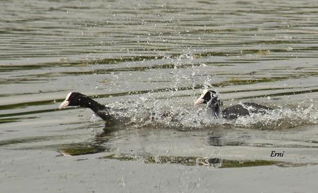 UNOS VAN, OTROS VUELVEN Y ALGUNO SE QUEDA...