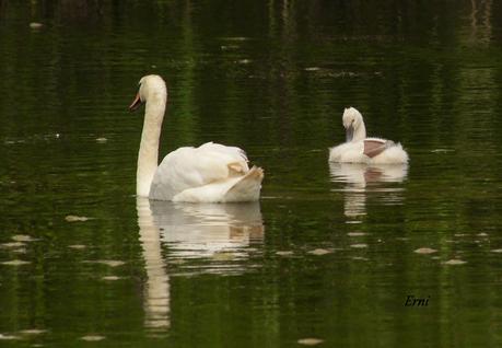 UNOS VAN, OTROS VUELVEN Y ALGUNO SE QUEDA...