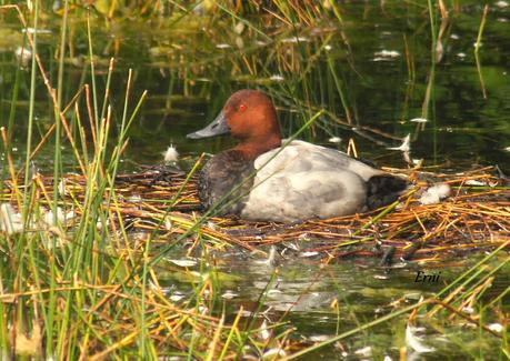 UNOS VAN, OTROS VUELVEN Y ALGUNO SE QUEDA...