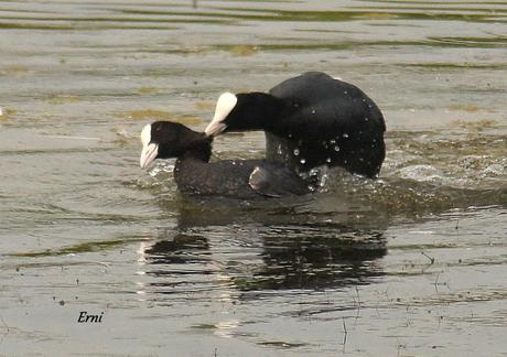 UNOS VAN, OTROS VUELVEN Y ALGUNO SE QUEDA...