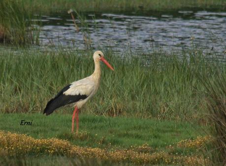 UNOS VAN, OTROS VUELVEN Y ALGUNO SE QUEDA...