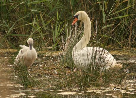 UNOS VAN, OTROS VUELVEN Y ALGUNO SE QUEDA...