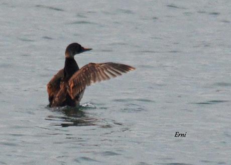 UNOS VAN, OTROS VUELVEN Y ALGUNO SE QUEDA...