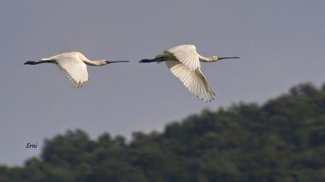 UNOS VAN, OTROS VUELVEN Y ALGUNO SE QUEDA...