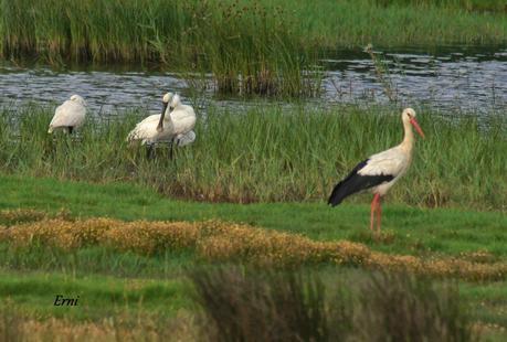 UNOS VAN, OTROS VUELVEN Y ALGUNO SE QUEDA...