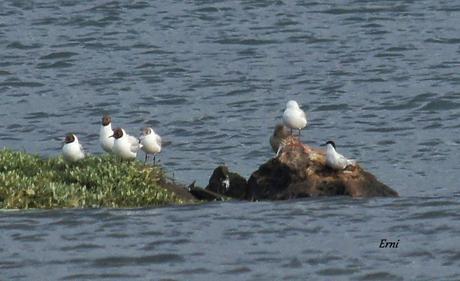 UNOS VAN, OTROS VUELVEN Y ALGUNO SE QUEDA...