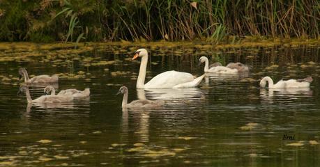UNOS VAN, OTROS VUELVEN Y ALGUNO SE QUEDA...