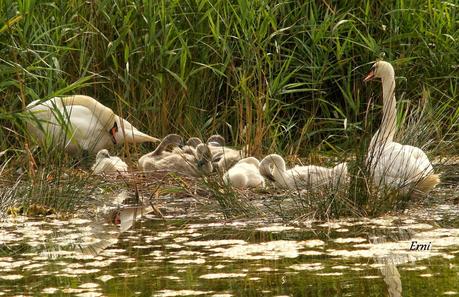 UNOS VAN, OTROS VUELVEN Y ALGUNO SE QUEDA...