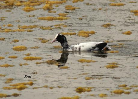 UNOS VAN, OTROS VUELVEN Y ALGUNO SE QUEDA...