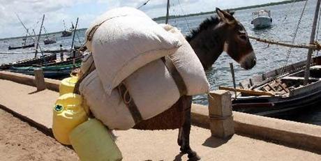 un burro en la isla de Lamu, Kenia