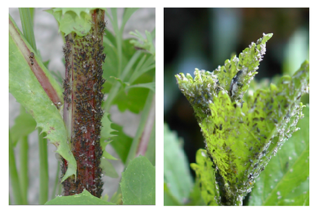 Los tratamientos contra plagas