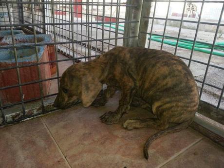 DOS GALGUITAS, CON TAN SOLO 3 MESES, SOLO CONOCEN EL SUELO DE LA PERRERA.