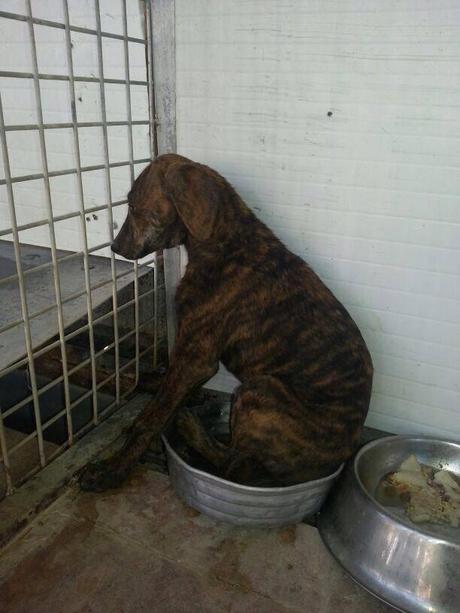 DOS GALGUITAS, CON TAN SOLO 3 MESES, SOLO CONOCEN EL SUELO DE LA PERRERA.