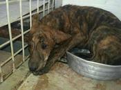 galguitas, solo meses, conocen suelo perrera.