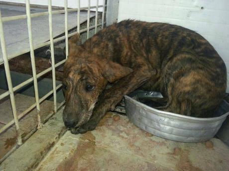 DOS GALGUITAS, CON TAN SOLO 3 MESES, SOLO CONOCEN EL SUELO DE LA PERRERA.