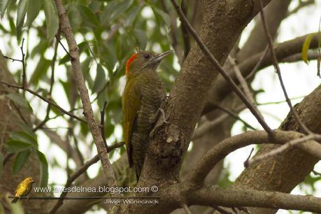 Carpintero oliva chico (Little Woodpecker) Veniliornis passerinus