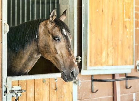 street style barbara crespo fashion blogger outfit blog de moda horses zara 