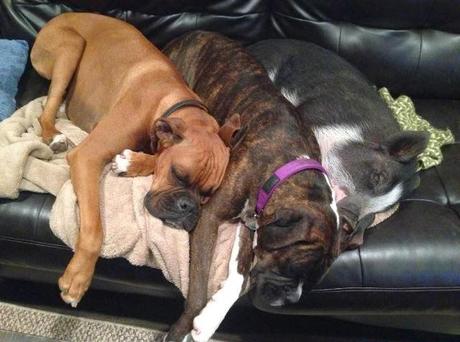 la cerda que cree ser un perro