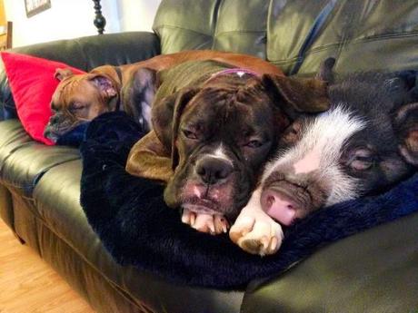 la cerda que cree ser un perro