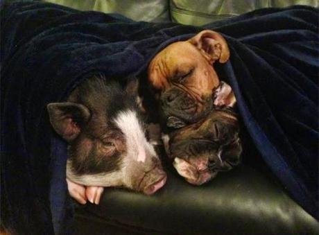 la cerda que cree ser un perro