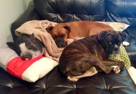 la cerda que cree ser un perro