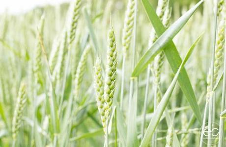 Wedeco…come en el exterior picnic-campo-escandinavo-15