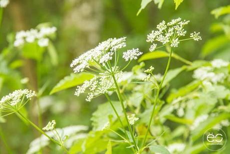 Wedeco…come en el exterior picnic-campo-escandinavo-19 copy