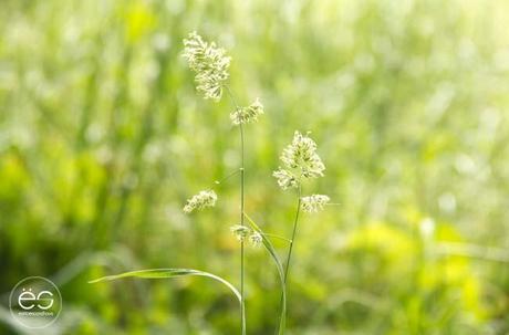 Wedeco…come en el exterior picnic-campo-escandinavo-20