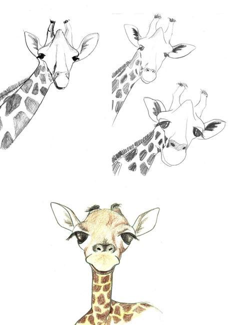 Bocetos: Jirafa
