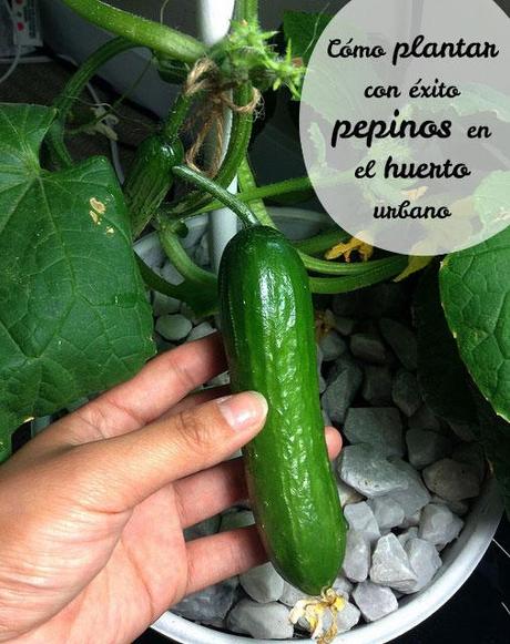 Huerto Que Cultiva Pepinos Verticalmente Huerto Que Cultiva Pepinos Verticalmente