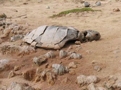 tortuga de tierra muerta