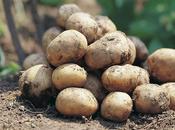 Ensalada verano Patata