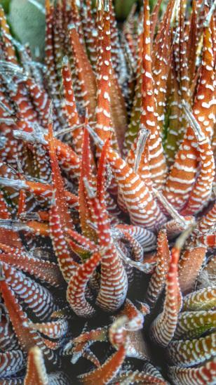 Miércoles Mudo – Flora Flora