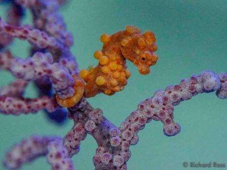 caballito de mar pigmeo (Hippocampus bargibanti)