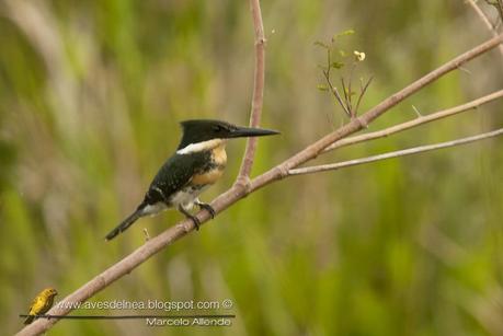 Martín pescador chico (Green Kingfisher) Chloroceryle americana