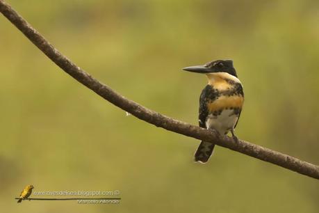 Martín pescador chico (Green Kingfisher) Chloroceryle americana